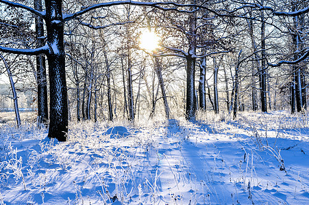 明亮的冬季风景 日出时森林里有树木降雪日落蓝色冻结桦木木头天空晴天旅行季节图片