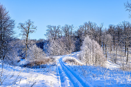 明亮的冬季风景 日出时森林里有树木旅行气候冻结木头季节蓝色天空日落场景阳光图片