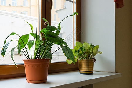 窗台上的两张花盆植物陶瓷棕色房间窗户绿色站立盆栽恐慌收藏背景图片