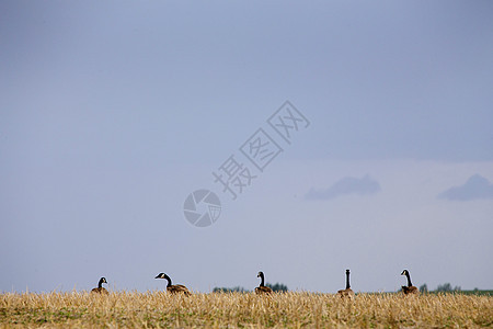 加拿大 Geese 草原动物羽毛鸟类荒野野生动物水禽图片