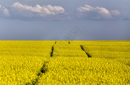 Canola 字段中的拖轨轨图片