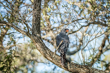 坐在树枝上唱黑歌的鹰头鹰苍鹰海藻公园羽毛代谢物猎物衬套林地生态大草原图片