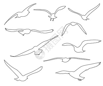 在白色背景上设置的海鸥矢量路径收藏草图羽毛墙纸绘画自由团体卡通片黑色航班图片