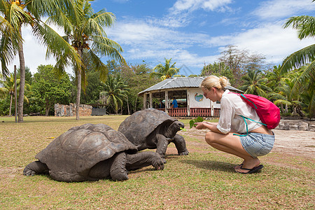 锡克岛Curieuse岛养养阿尔达布拉巨型乌龟的旅游者异国盔甲情调享受游客乐趣动物学公园动物旅行图片