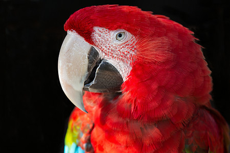 鹦鹉白色红色眼睛动物羽毛鸟类宠物黑色图片
