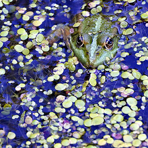 湖里绿青蛙 看摄影师动物杂草太阳宏观游泳两栖动物沼泽野生动物环境爬虫图片