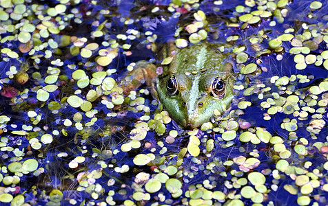湖里绿青蛙 看摄影师太阳嘎嘎两栖动物杂草荒野野生动物游泳环境眼睛动物图片