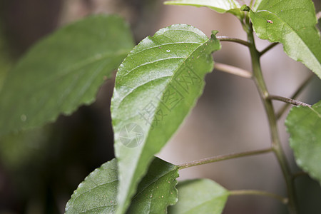 干枝上的单一绿叶孤独活力生长生活枝条环境植物树木植物群树干图片