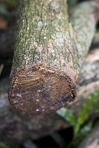 草地上堆放的树木原木记录柴堆墙纸日志圆圈储存材料院子农村林业图片