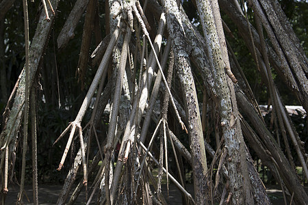 枯树 树上有许多死树枝环境场景公园力量飓风叶子植物损害风暴天气图片