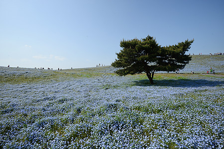 蛋白质开花风景旅游植物场地旅行天空观光花园季节白色图片