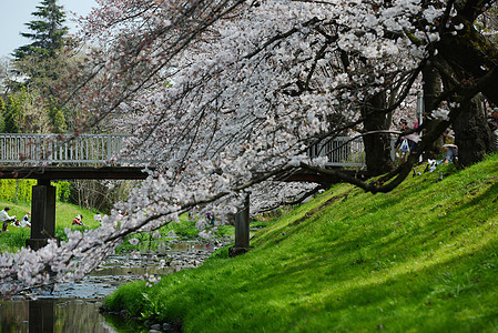 三川樱花花花园植物绿色季节天空粉色白色蓝色图片