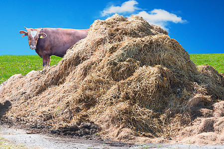 农场的粪肥堆积发酵农村经济环境动物技术肥料生物质风光生活粪便图片