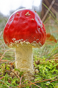 Amanita 食草动物 毒蘑菇菌类苔藓森林危险伞菌季节木头植物照片公园图片