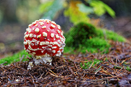 Amanita 食草动物 毒蘑菇木头季节森林苔藓危险毒菌伞菌照片公园植物图片