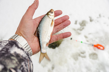 冬季捕鱼 渔民手中的鱼群捕捞鱼眼季节展示钓鱼者职业蟑螂棕榈运动闲暇渔夫图片