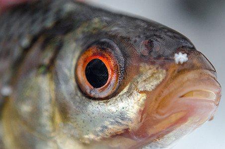 鱼蟑螂紧贴冰面季节钓鱼食物爱好眼睛成功淡水白色运动图片