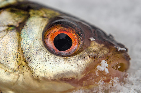 鱼蟑螂紧贴冰面爱好食物季节淡水成功钓鱼运动白色眼睛图片