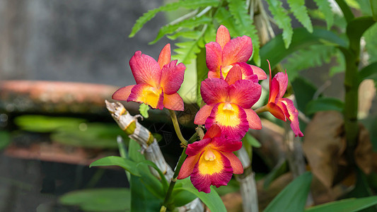 粉红和黄色兰花花花瓣橙子红色兰花花束花园植物群绿色植物叶子图片