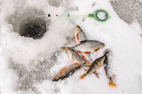 冬季捕鱼 渔民手中的鱼群捕捞运动季节鱼眼钓鱼者职业渔夫展示蟑螂闲暇棕榈图片
