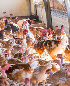 栖息地的有机鸡饲养专注粮食生产农场草地种子食物育肥公鸡动物图片