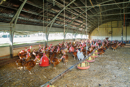 栖息地的有机养鸡活动房子农业饲养员粮食公鸡家畜母鸡农民育肥农场图片