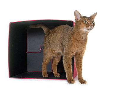 演播室里的阿比西尼猫动物肉桂工作室棕色盒子深渊工艺短发成人宠物图片