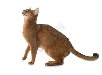 演播室里的阿比西尼猫短发深渊动物棕色肉桂工作室宠物成人图片
