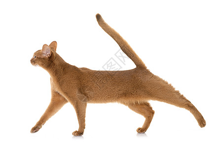 演播室里的阿比西尼猫深渊成人宠物动物肉桂工作室短发棕色图片