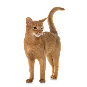演播室里的阿比西尼猫深渊肉桂短发动物棕色成人工作室宠物图片