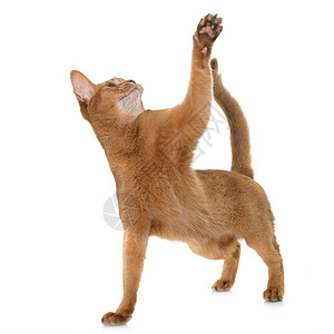 演播室里的阿比西尼猫短发宠物肉桂爪子成人工作室动物棕色深渊图片