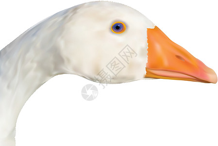 鹅肝插图动物农业白色宠物羽毛脖子农民眼睛家禽图片