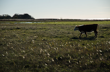 在湿地的后排母牛图片