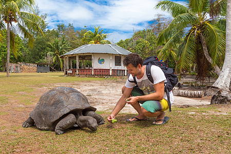 塞舌尔Curieuse岛上的阿尔达布拉巨龟食用旅游者异国两栖荒野爬虫动物情调享受晴天桤木旅行图片