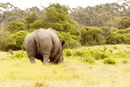 犀牛吃草的背面图片