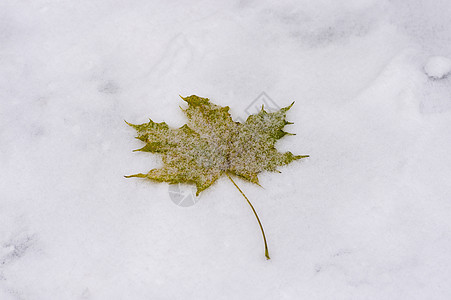 雪上落叶黄色绿色白色植物学季节天气叶子植物季节性图片