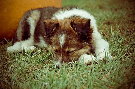 草地上的狗狗狗狗和南瓜睡在草地上哺乳动物婴儿宠物公园动物说谎猎犬花园晴天犬类背景
