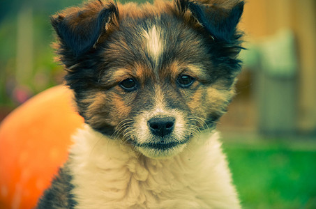 长相可爱的小狗狗 抬头看鼻子草地犬类哺乳动物老鼠小狗猎犬宠物公园工作室图片