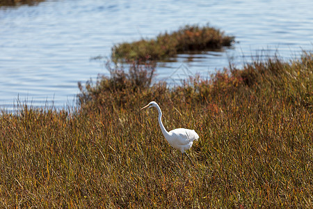 大食鸟 阿迪亚阿尔巴池塘野生动物绿色白鹭飞行湿地沼泽羽毛脖子动物图片