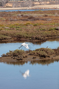 大食鸟 阿迪亚阿尔巴白鹭脖子池塘沼泽野生动物羽毛植物飞行白色动物图片