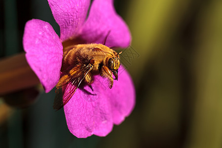 金色男性金色河谷木蜂黄色野生动物木匠蜂蜜蜂木桐花粉山谷金子昆虫翅膀背景图片
