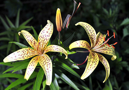 黄虎百合花花园庆典花瓣花束太阳植物群晴天衬套花朵灯泡植物图片