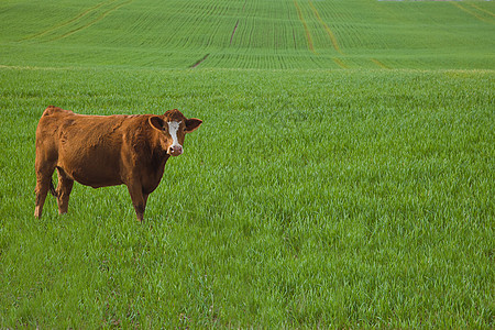 红牛在贝雷草地图片