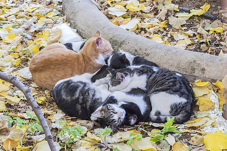 一群猫儿卷起来睡在一起取暖图片