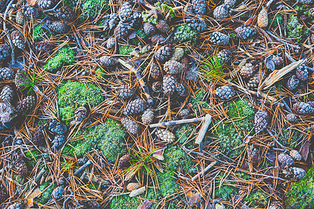冰冻森林生活植物群地面松树植物苔藓叶子季节宏观松果图片