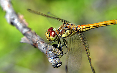 在一棵树上飞翔松树野生动物宏观尾巴太阳池塘漏洞身体昆虫同峰图片