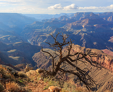 美国亚利桑那州 大峡谷悬崖上的死枯树图片