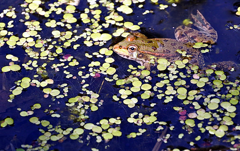 湖里的青蛙 看摄影师环境两栖动物野生动物宏观太阳花园嘎嘎荒野游泳眼睛图片