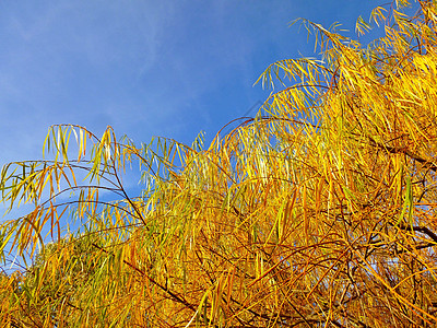 黄叶的秋树枝 下方视图图片