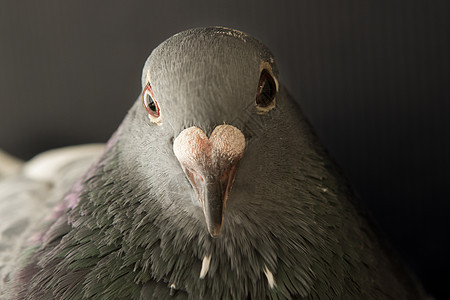 近距离面对愤怒的鸽子鸟拍摄 由低光电闪烁黑色岩石赛车身体鸽子动物鼻子羽毛荒野眼睛图片